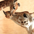 Auckland-Zoo-Giraffe-110