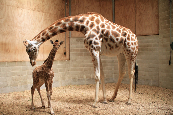 Auckland-Zoo-Giraffe-2